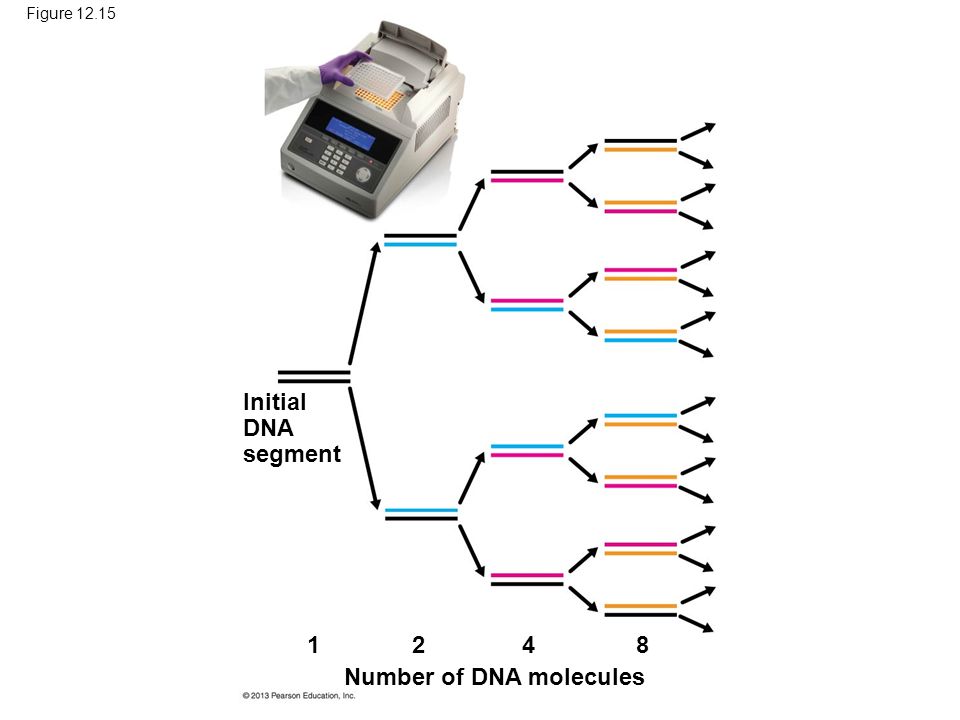 Figure Initial DNA segment Number of DNA molecules 1 248