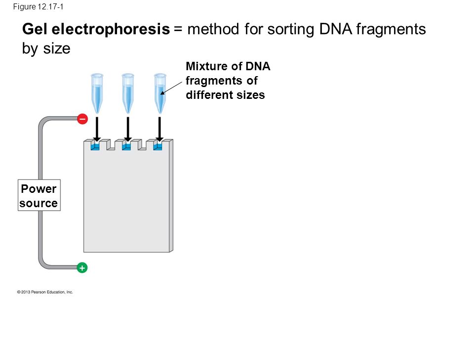 Figure Mixture of DNA fragments of different sizes Power source Gel electrophoresis = method for sorting DNA fragments by size