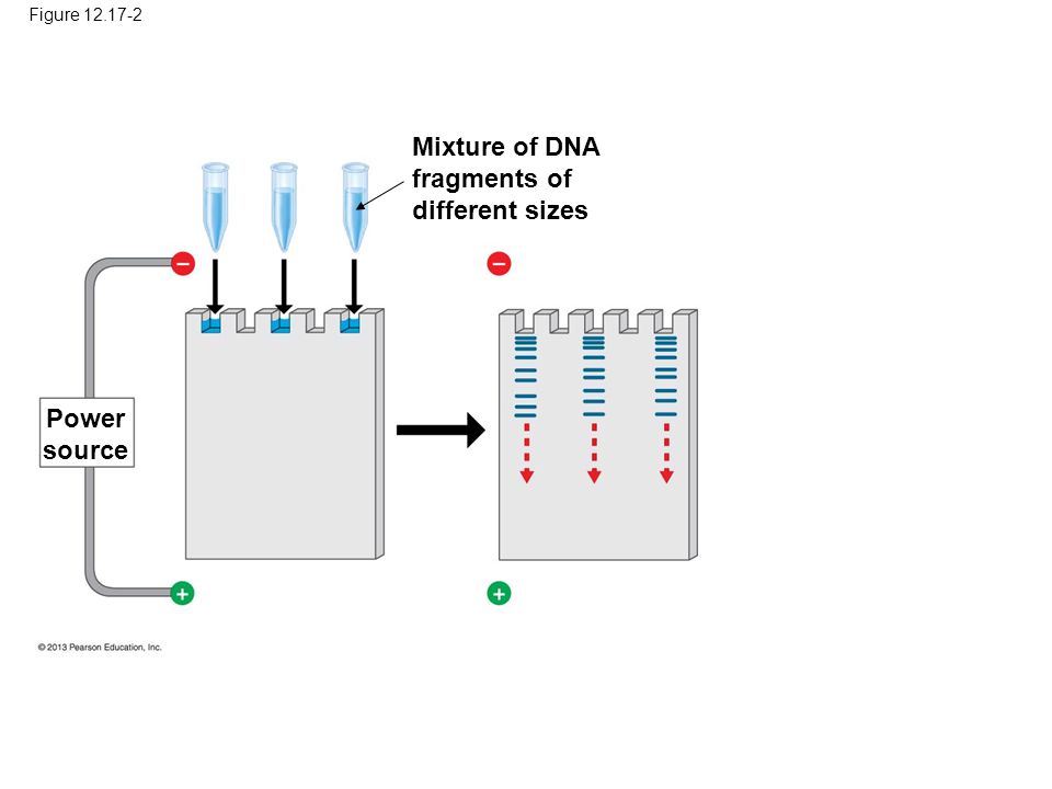 Figure Mixture of DNA fragments of different sizes Power source