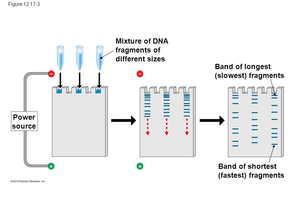 Figure Band of longest (slowest) fragments Band of shortest (fastest) fragments Mixture of DNA fragments of different sizes Power source