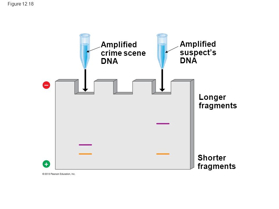 Figure Amplified crime scene DNA Amplified suspect’s DNA Longer fragments Shorter fragments