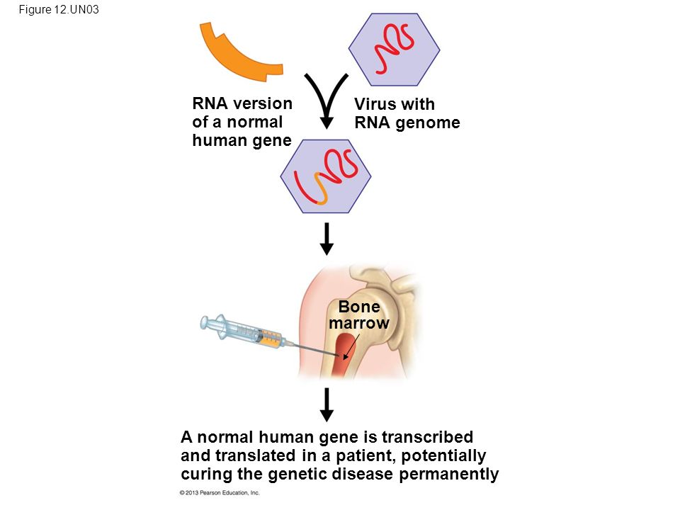 Figure 12.UN03 RNA version of a normal human gene Virus with RNA genome Bone marrow A normal human gene is transcribed and translated in a patient, potentially curing the genetic disease permanently