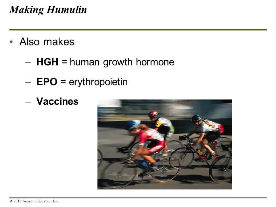 Also makes –HGH = human growth hormone –EPO = erythropoietin –Vaccines Making Humulin © 2013 Pearson Education, Inc.