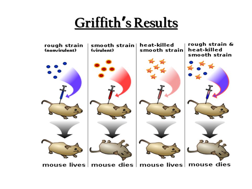 griffith mice experiment
