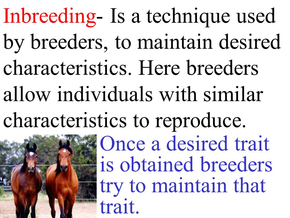 Inbreeding- Is a technique used by breeders, to maintain desired characteristics.