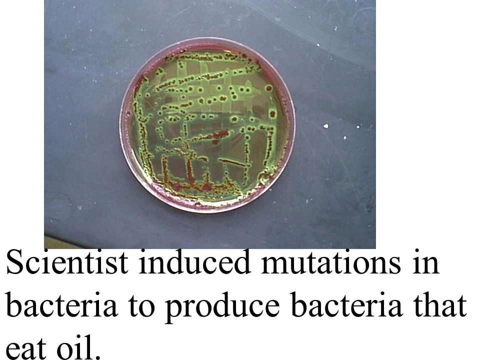 Scientist induced mutations in bacteria to produce bacteria that eat oil.