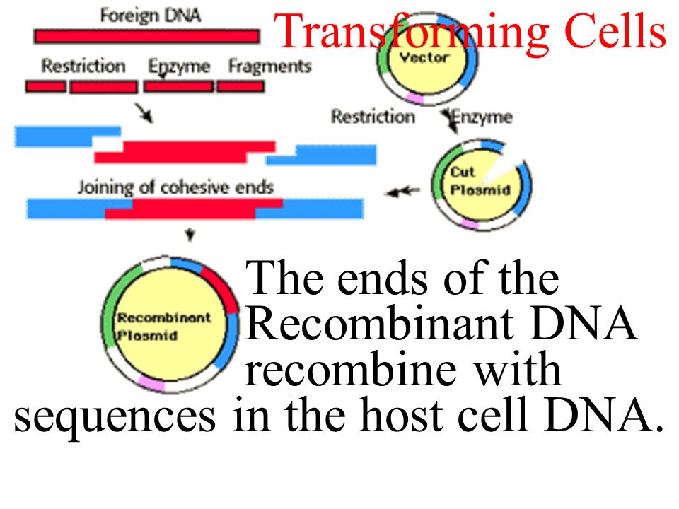 Creating Recombinant DNA The ends of the Recombinant DNA recombine with sequences in the host cell DNA.