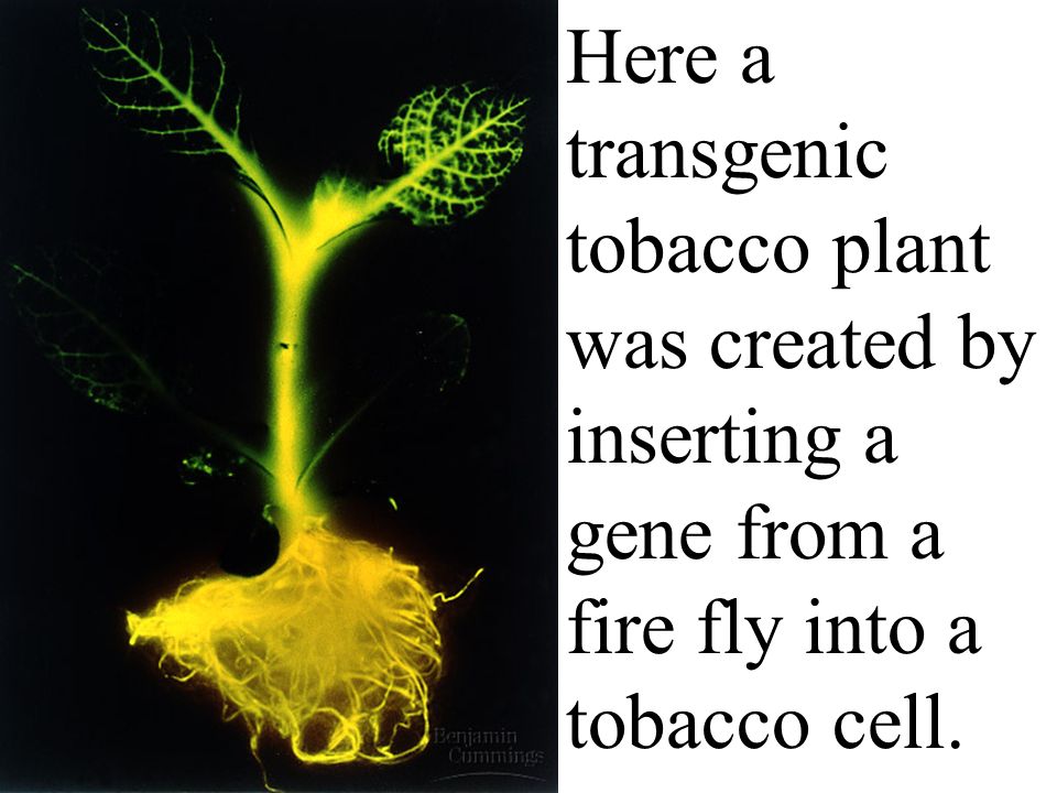 Here a transgenic tobacco plant was created by inserting a gene from a fire fly into a tobacco cell.