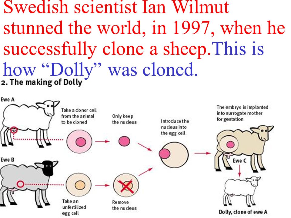 Swedish scientist Ian Wilmut stunned the world, in 1997, when he successfully clone a sheep.This is how Dolly was cloned.