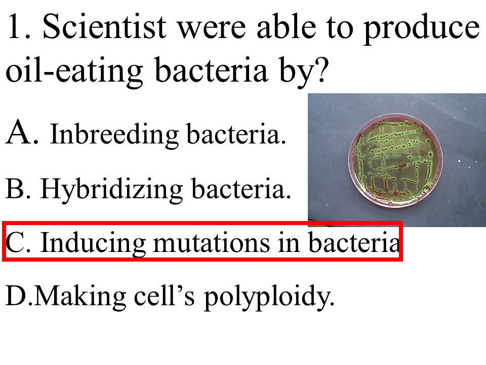 1. Scientist were able to produce oil-eating bacteria by.