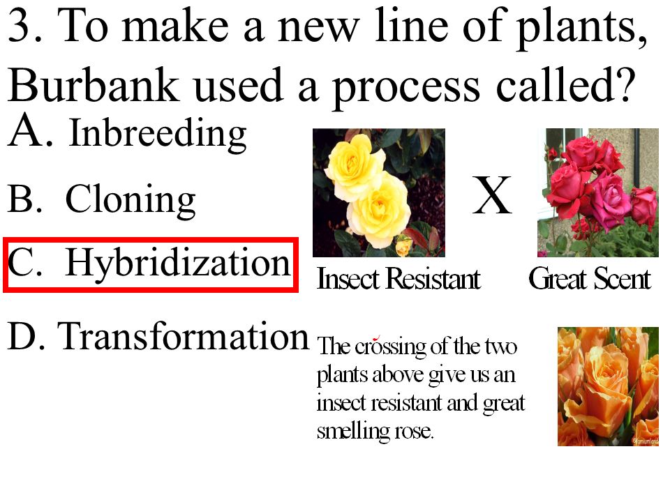 3. To make a new line of plants, Burbank used a process called.