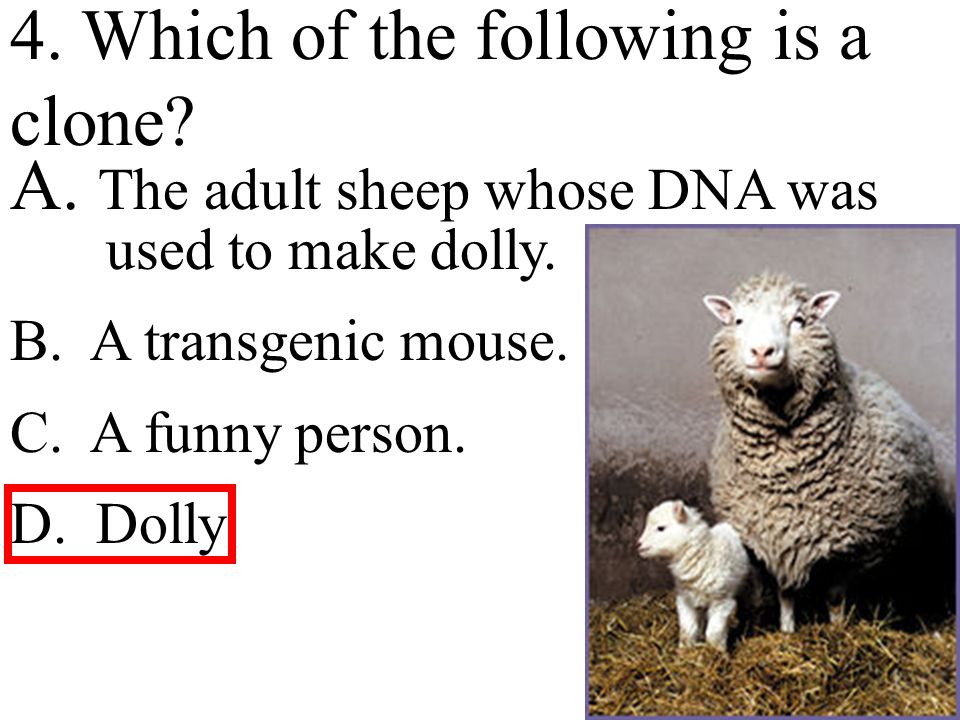 4. Which of the following is a clone. A. The adult sheep whose DNA was used to make dolly.