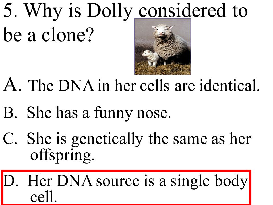 5. Why is Dolly considered to be a clone. A. The DNA in her cells are identical.