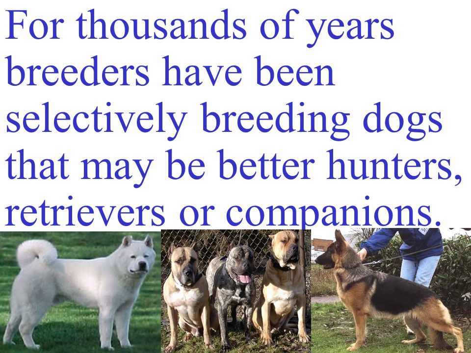 For thousands of years breeders have been selectively breeding dogs that may be better hunters, retrievers or companions.
