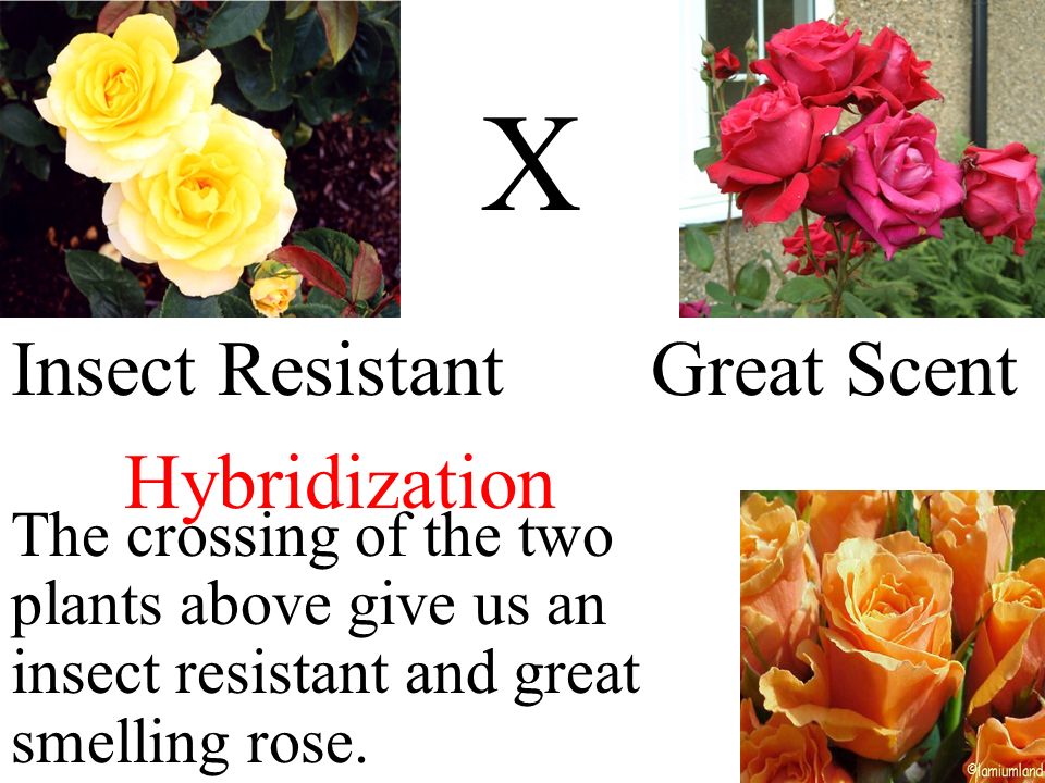 X Insect Resistant Great Scent Hybridization The crossing of the two plants above give us an insect resistant and great smelling rose.