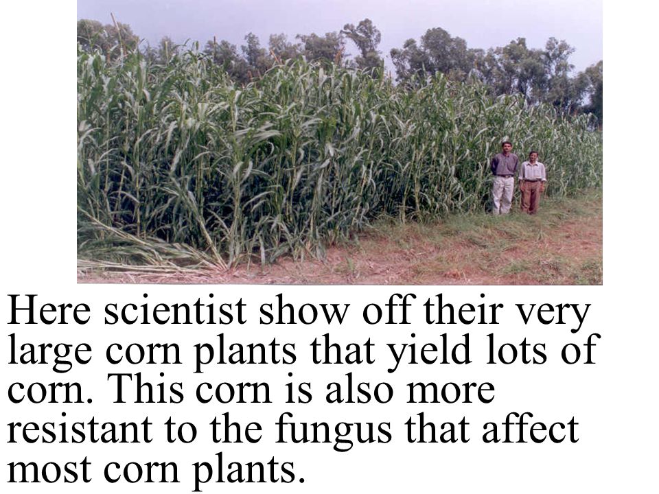 Here scientist show off their very large corn plants that yield lots of corn.