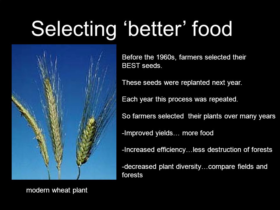 Selecting ‘better’ food Before the 1960s, farmers selected their BEST seeds.