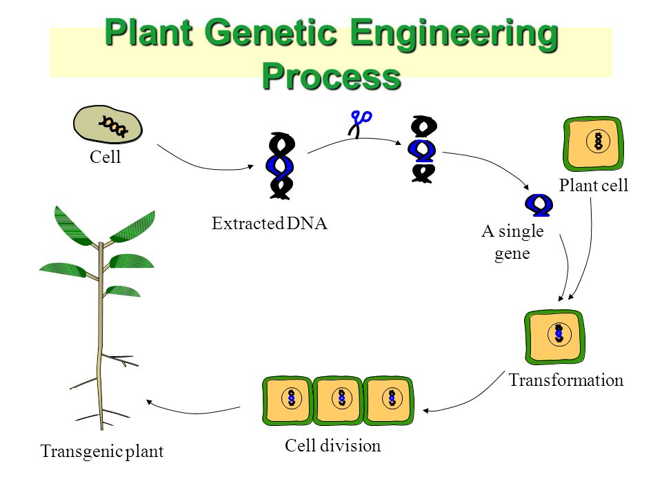 Plant Genetic Engineering Process Cell Extracted DNA Cell division Transgenic plant A single gene Transformation Plant cell