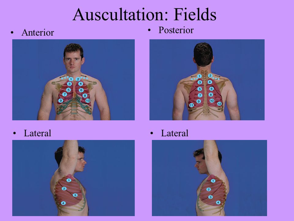 Auscultation: Fields Anterior Posterior Lateral