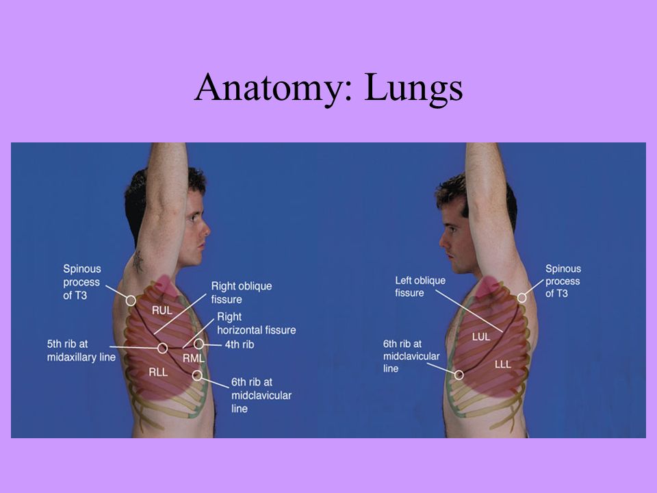 Anatomy: Lungs