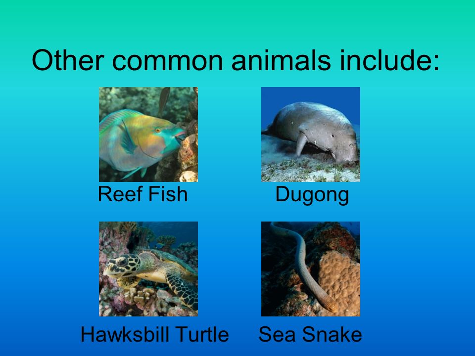 Other common animals include: Reef Fish Dugong Hawksbill Turtle Sea Snake