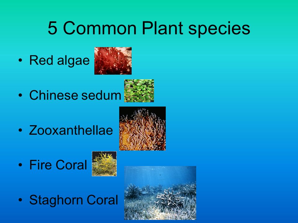 5 Common Plant species Red algae Chinese sedum Zooxanthellae Fire Coral Staghorn Coral