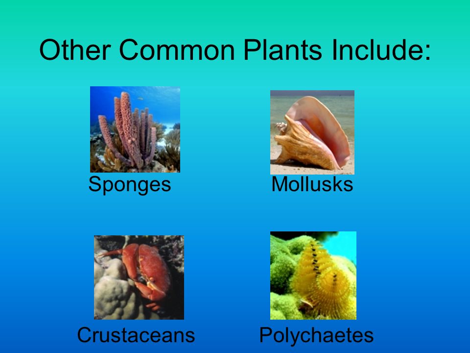 Other Common Plants Include: SpongesMollusks Crustaceans Polychaetes
