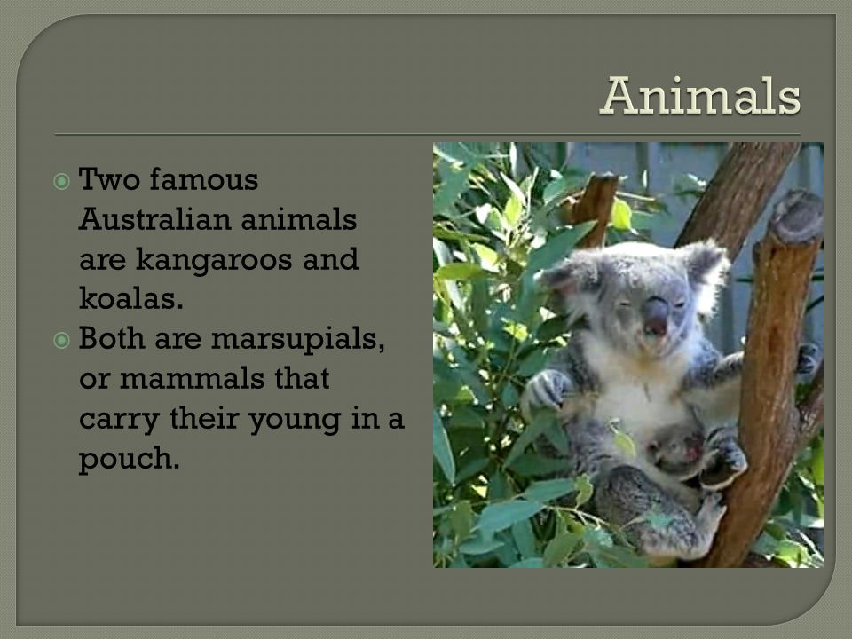  Two famous Australian animals are kangaroos and koalas.
