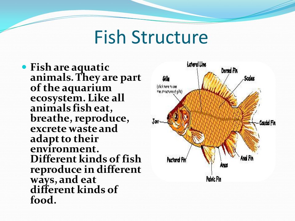 Andrea Carrasquero Michelle Perez. Fishes A fish is any aquatic vertebrate  animal that is covered with scales, and equipped with two sets of paired  fins. - ppt download
