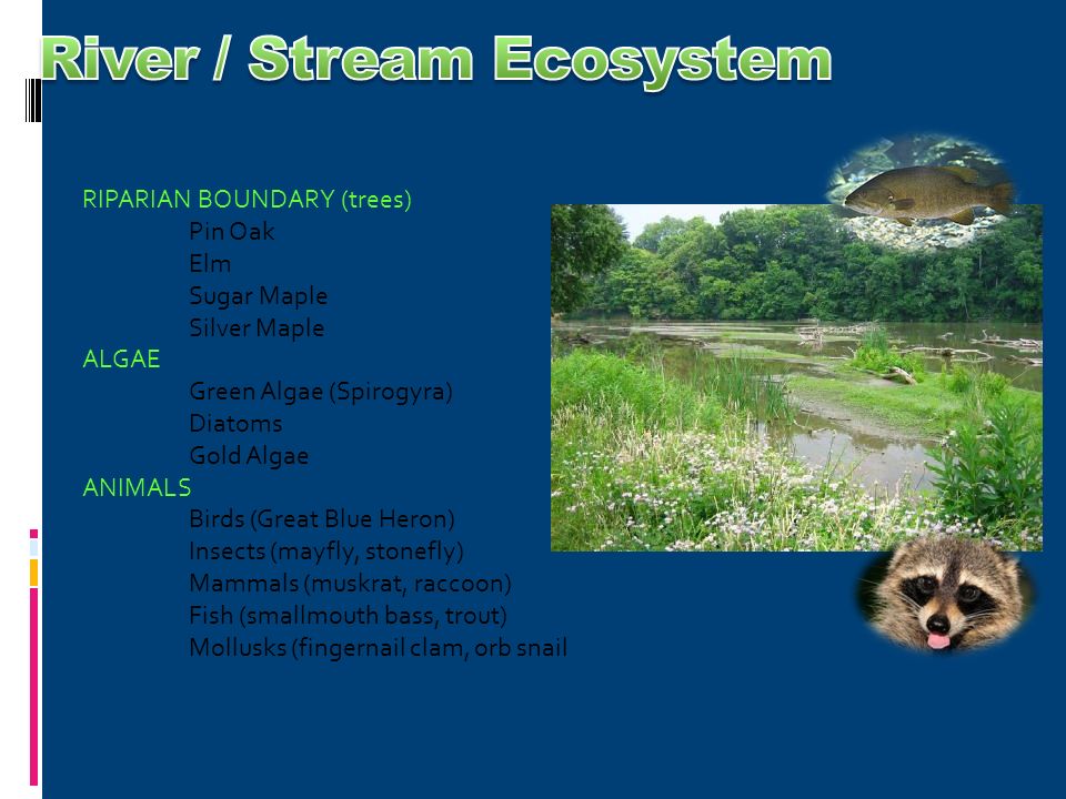 1. Freshwater Ecosystem Rivers and streams Rivers and streams 2. Ocean  zones Marine Ecosystem Marine Ecosystem. - ppt download