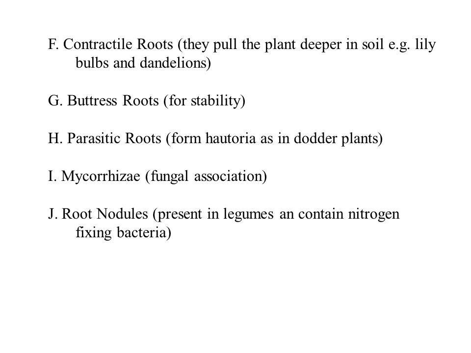 F. Contractile Roots (they pull the plant deeper in soil e.g.
