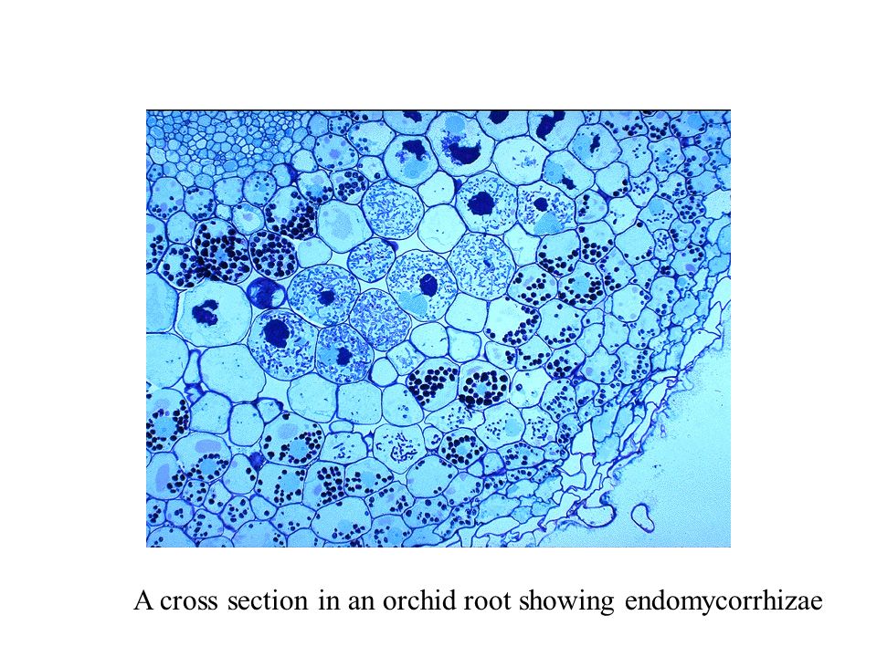 A cross section in an orchid root showing endomycorrhizae