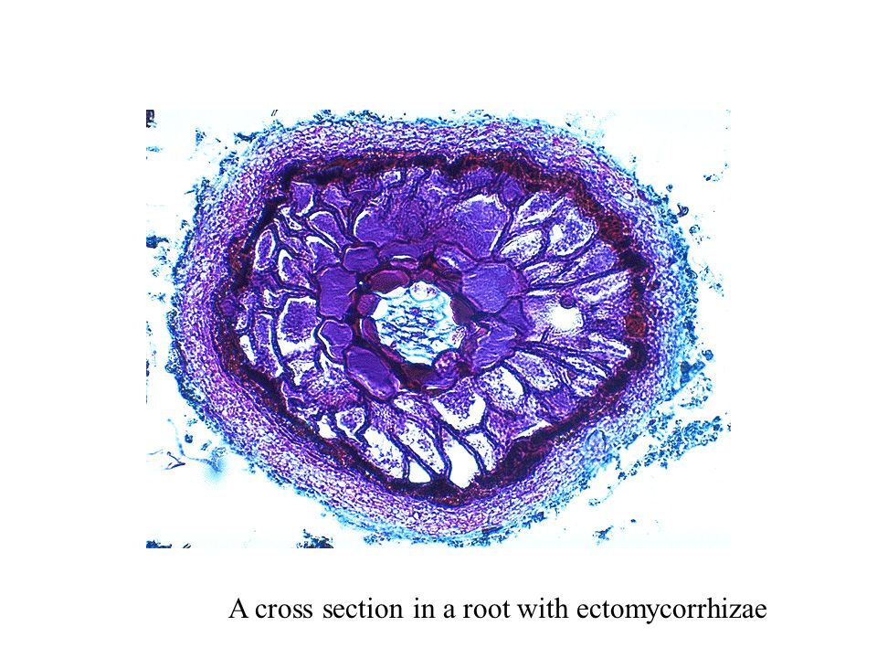 A cross section in a root with ectomycorrhizae