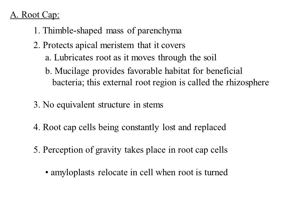 A. Root Cap: 1. Thimble-shaped mass of parenchyma 2.