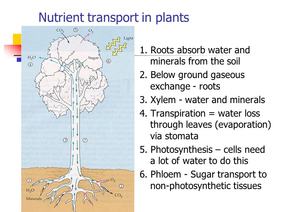 The 4 main functions of roots: 1)Anchorage, 2) absorption, 3) Conduction 4) storage Two main types of root systems are: 1) Taproot (DICOTS) 2) Fibrous root systems (MONOCOTS)