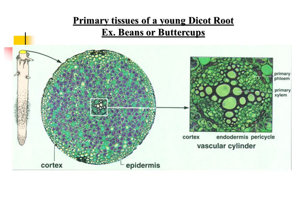 Xylem and Water movement Two types of xylem cells Tracheids Tracheids - gymnosperms Vessels Vessels and tracheids - angiosperms Water is moved through xylem by 1.