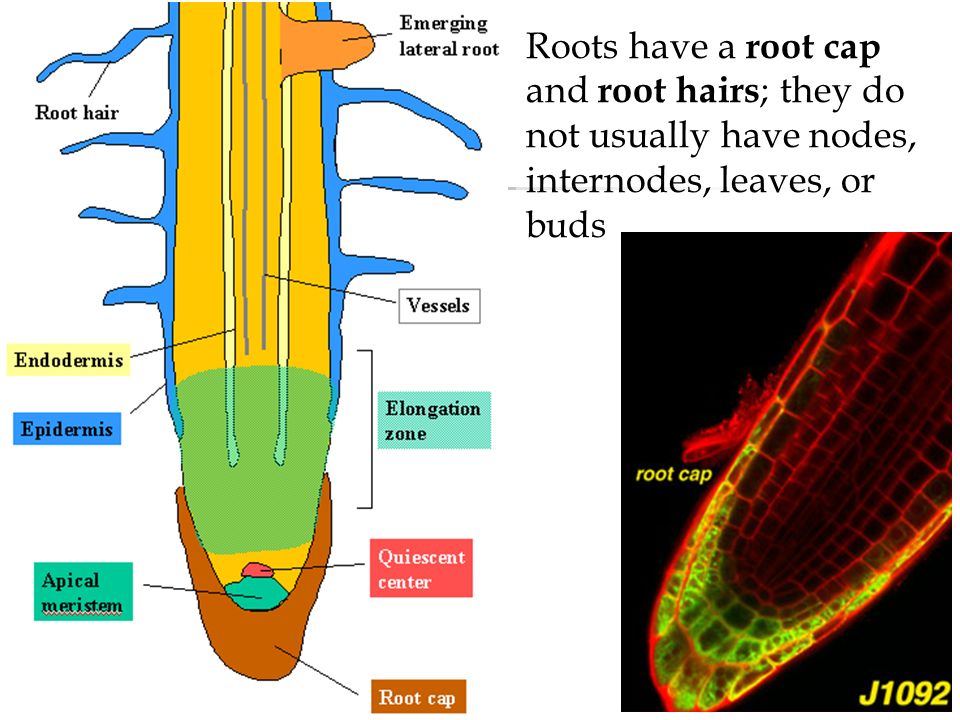 Cross-section through a Monocot root Eg. Corn