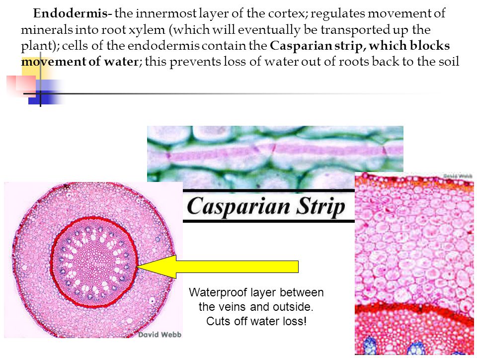 Roots have a root cap and root hairs ; they do not usually have nodes, internodes, leaves, or buds