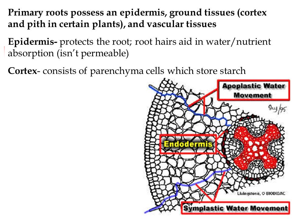 Endodermis- the innermost layer of the cortex; regulates movement of minerals into root xylem (which will eventually be transported up the plant); cells of the endodermis contain the Casparian strip, which blocks movement of water ; this prevents loss of water out of roots back to the soil Waterproof layer between the veins and outside.