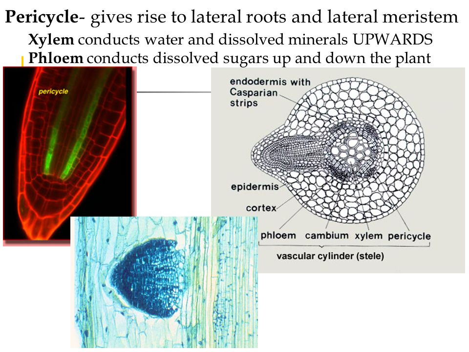 Primary roots possess an epidermis, ground tissues (cortex and pith in certain plants), and vascular tissues Epidermis- protects the root; root hairs aid in water/nutrient absorption (isn’t permeable) Cortex - consists of parenchyma cells which store starch