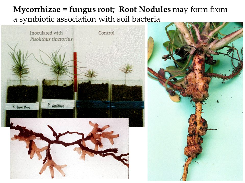 Modified Roots and Root Associations Prop roots develop from branches (or a vertical stem) to offer support to the plant