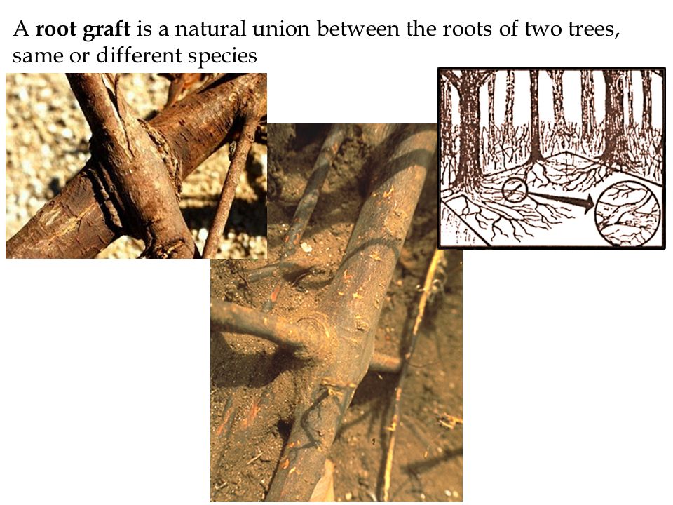 Mycorrhizae = fungus root; Root Nodules may form from a symbiotic association with soil bacteria