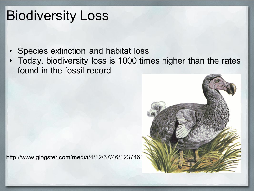 Biodiversity Loss Species extinction and habitat loss Today, biodiversity loss is 1000 times higher than the rates found in the fossil record