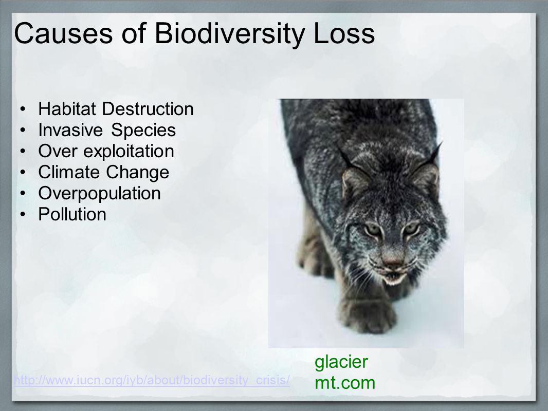 Causes of Biodiversity Loss Habitat Destruction Invasive Species Over exploitation Climate Change Overpopulation Pollution glacier mt.com