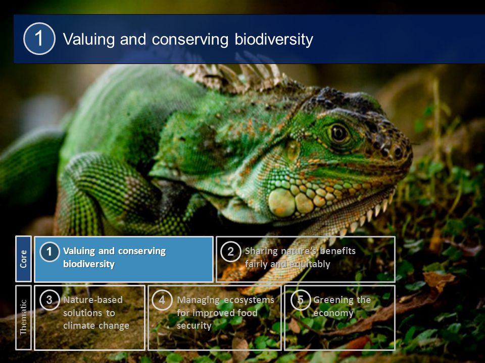 12 Valuing and conserving biodiversity 1 Nature-based solutions to climate change 3 Valuing and conserving biodiversity 1 Sharing nature’s benefits fairly and equitably Core Thematic Managing ecosystems for improved food security Greening the economy 2 45