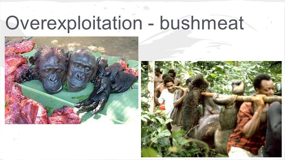 Overexploitation - bushmeat