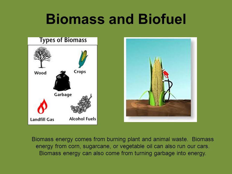 Biomass and Biofuel Biomass energy comes from burning plant and animal waste.