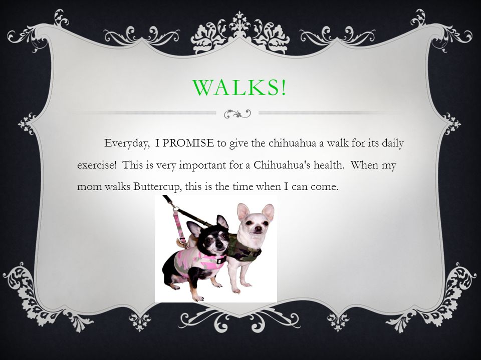 do chihuahuas need walking every day