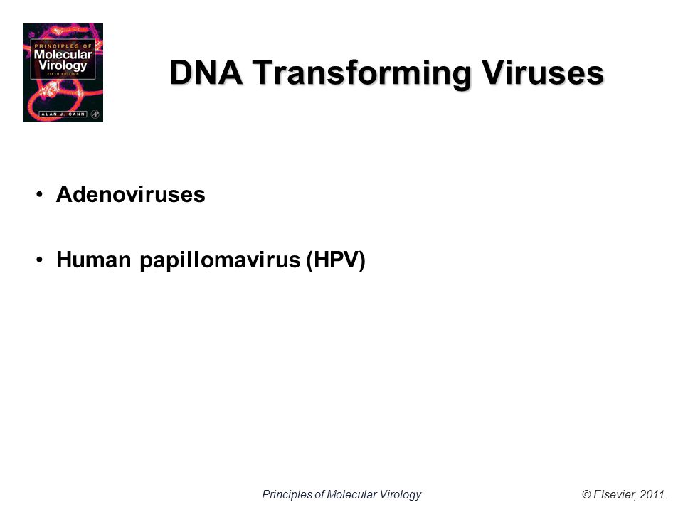 © Elsevier, 2011.Principles of Molecular Virology DNA Transforming Viruses Adenoviruses Human papillomavirus (HPV)