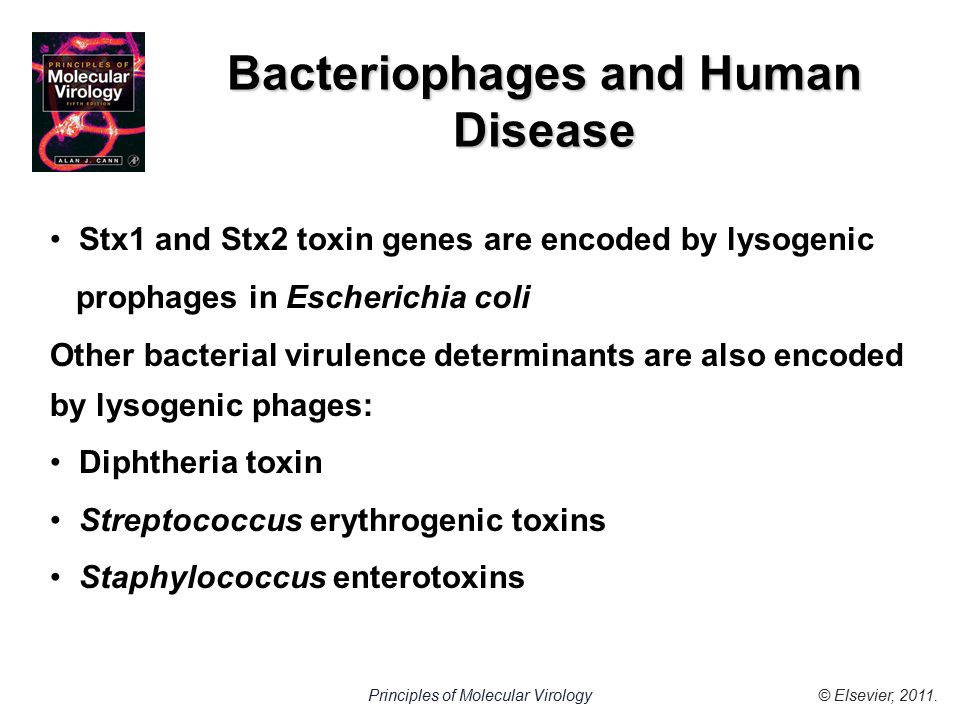 © Elsevier, 2011.Principles of Molecular Virology Bacteriophages and Human Disease Stx1 and Stx2 toxin genes are encoded by lysogenic prophages in Escherichia coli Other bacterial virulence determinants are also encoded by lysogenic phages: Diphtheria toxin Streptococcus erythrogenic toxins Staphylococcus enterotoxins